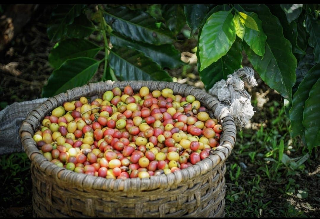 coffee basket