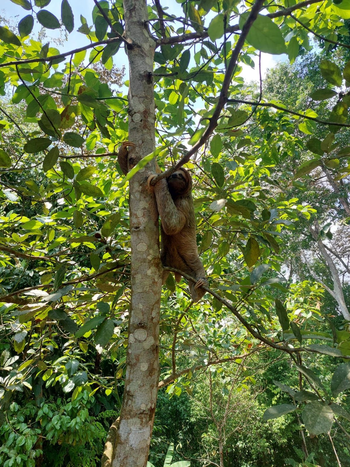 Sloth Manuel Antonio Costa Rica wildlife tours