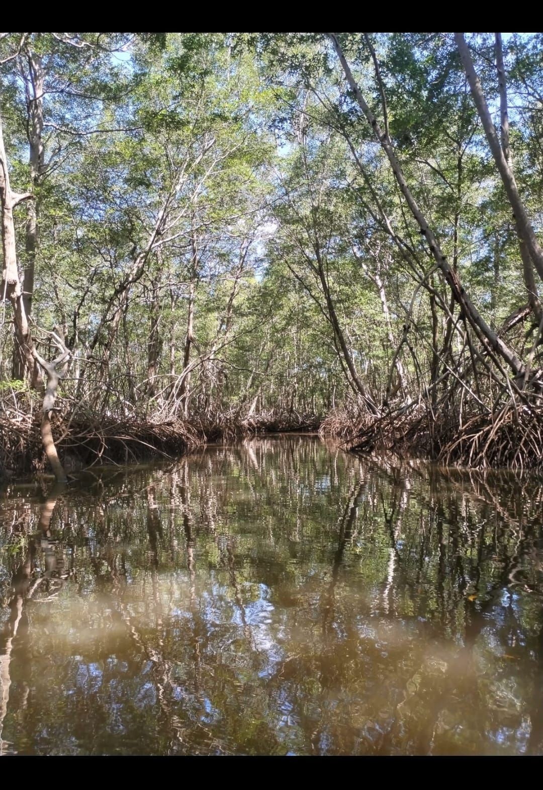 safari mangroove boat tour Tamarindo National Park Marine