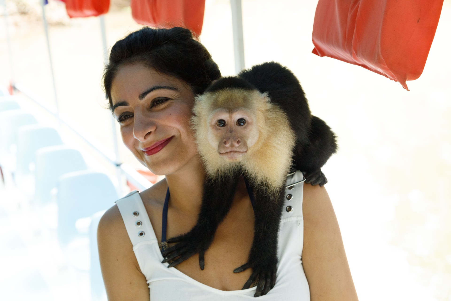 Capuchin Monkey on Woman"u2019s Shoulder