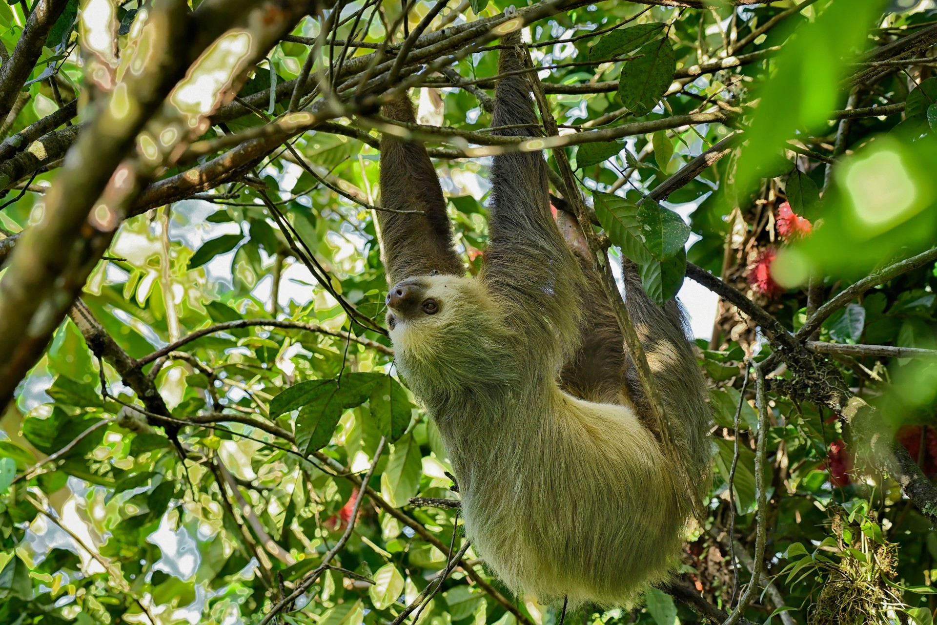 A wild Hoffmann's two-toed sloth hanging from a tree during the day